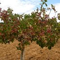 Pistacho con fruto (2)
